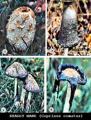 Shaggy Mane Mushroom
