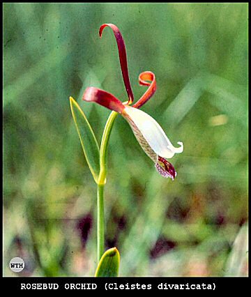 Rosebud Orchid (Cleistes divaricata)