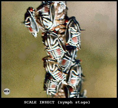 Scale Insect