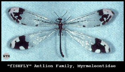 Fishfly
