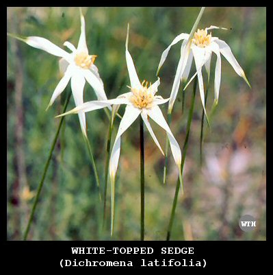 White-topped Sedge (Dichromena latifolia)
