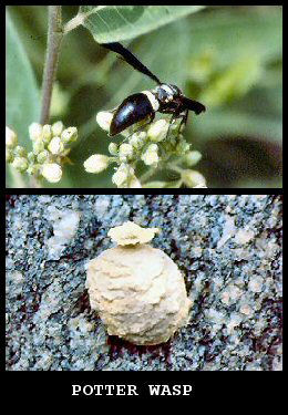 Potter Wasps