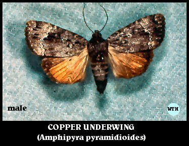 Copper Underwing Moth (Amphipyra pyramidioides)