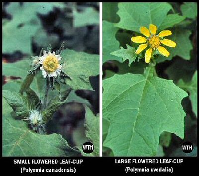 Leaf-cups (Polymnia canadensis, Polymnia uvedalia)