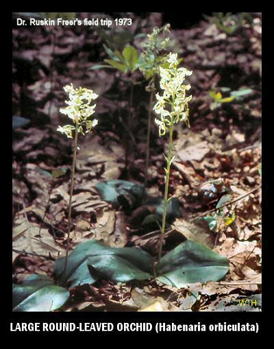 Large Round-leaved Orchid (Habenaria orbiculata)