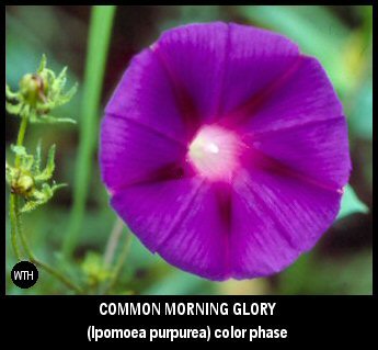 Common Morning Glory (Ipomoea purpurea)