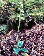 Lesser Rattlesnake Plantain (8/20/06)