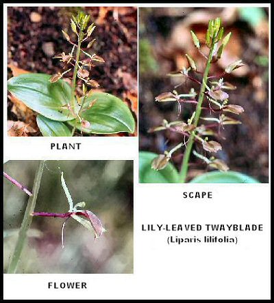Lily-leaved Twayblade (Liparis lilifolia)