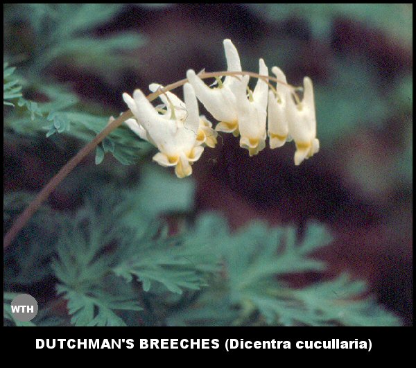 Dutchman's-breeches or Whitehearts (Dicentra cucullaria)