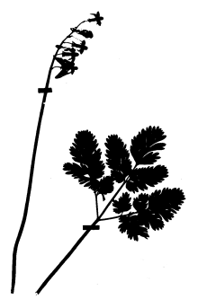 Dutchman's-breeches (Dicentra cucullaria)