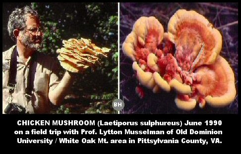 Sulphur Chicken Mushroom (Laetiporus sulphureus)