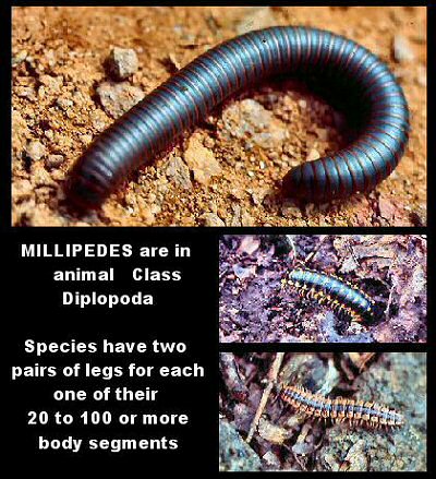 Millipedes